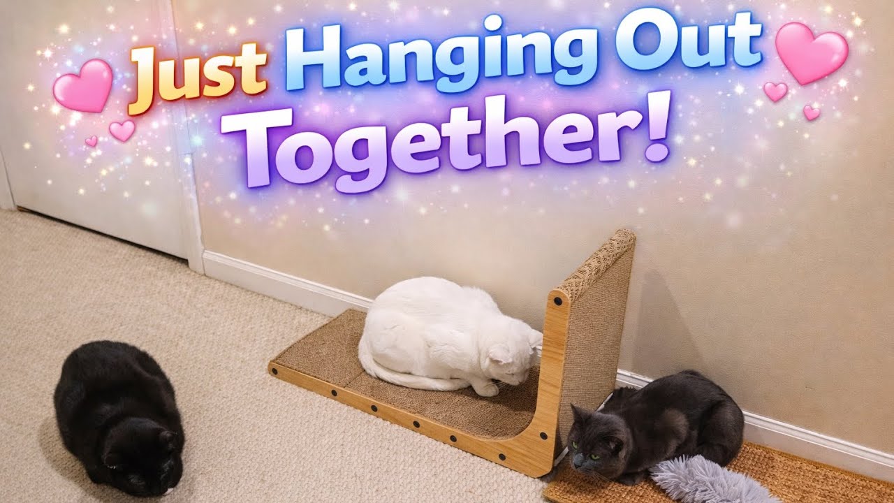Three Cats Hanging Out Together 🐱🐱🐱 | Annie, Phannie, Bannie 