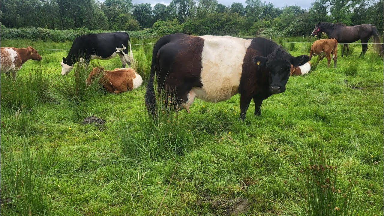 Spoiler alert  🙌 she didn't calf #farming #regenerativefarming #ireland
