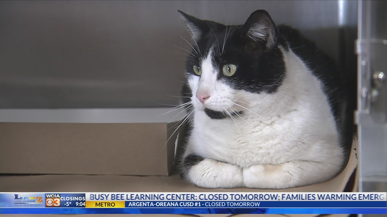 cat saved from cold