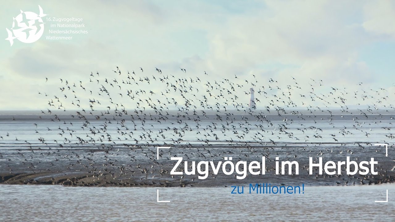 Trailer zu den 16. Zugvogeltagen im Nationalpark Niedersächsisches Wattenmeer 12. – 20.10.2024