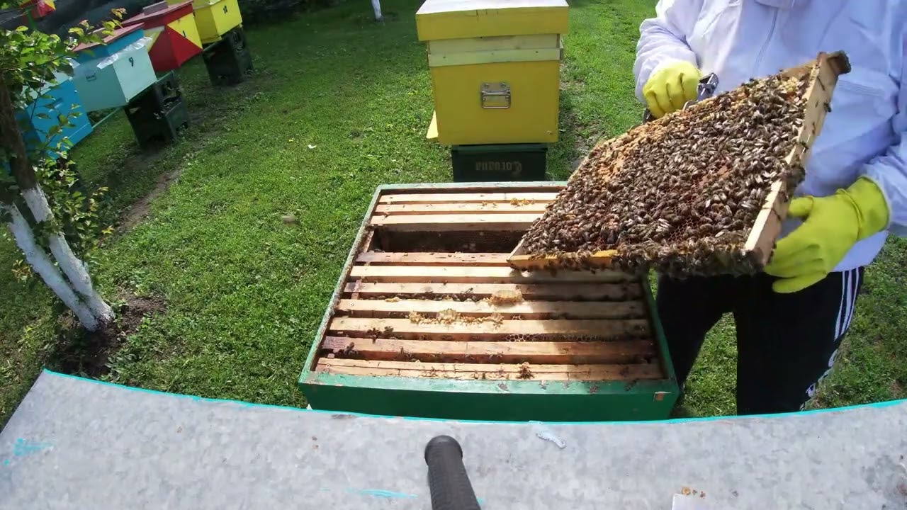🐝🌞Salcamul s-a terminat SURPRIZA CE AM GASIT IN STUPI, oare cum sa procedez  SA MAI FAC ROIURI ? 🐝🌞