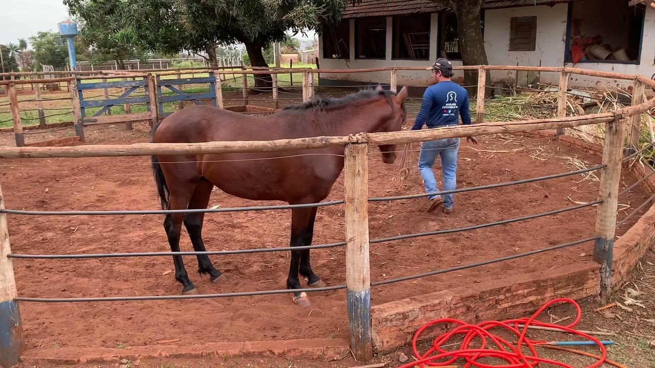 Ganhando a confiança do cavalo 