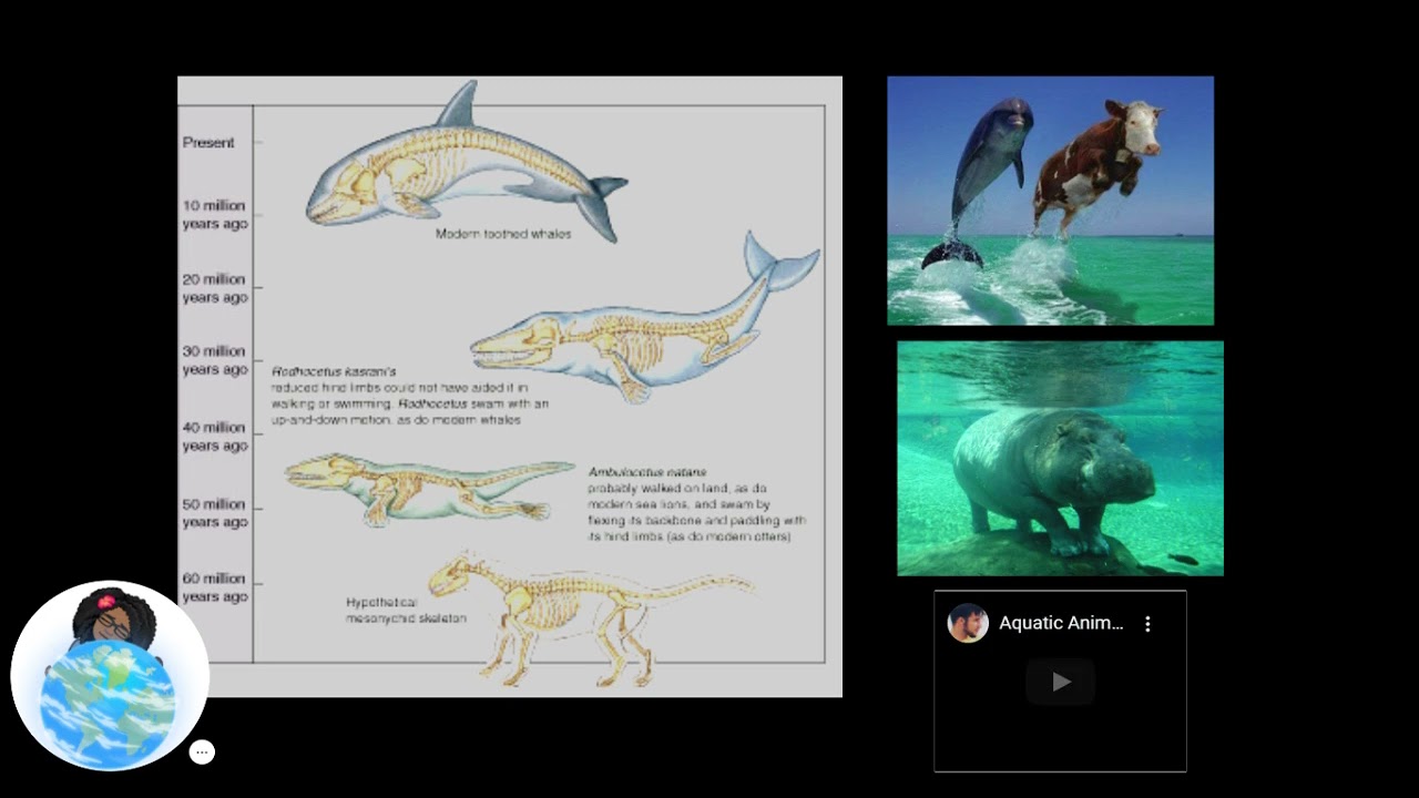 2 Middle to Recent Earth History pt2