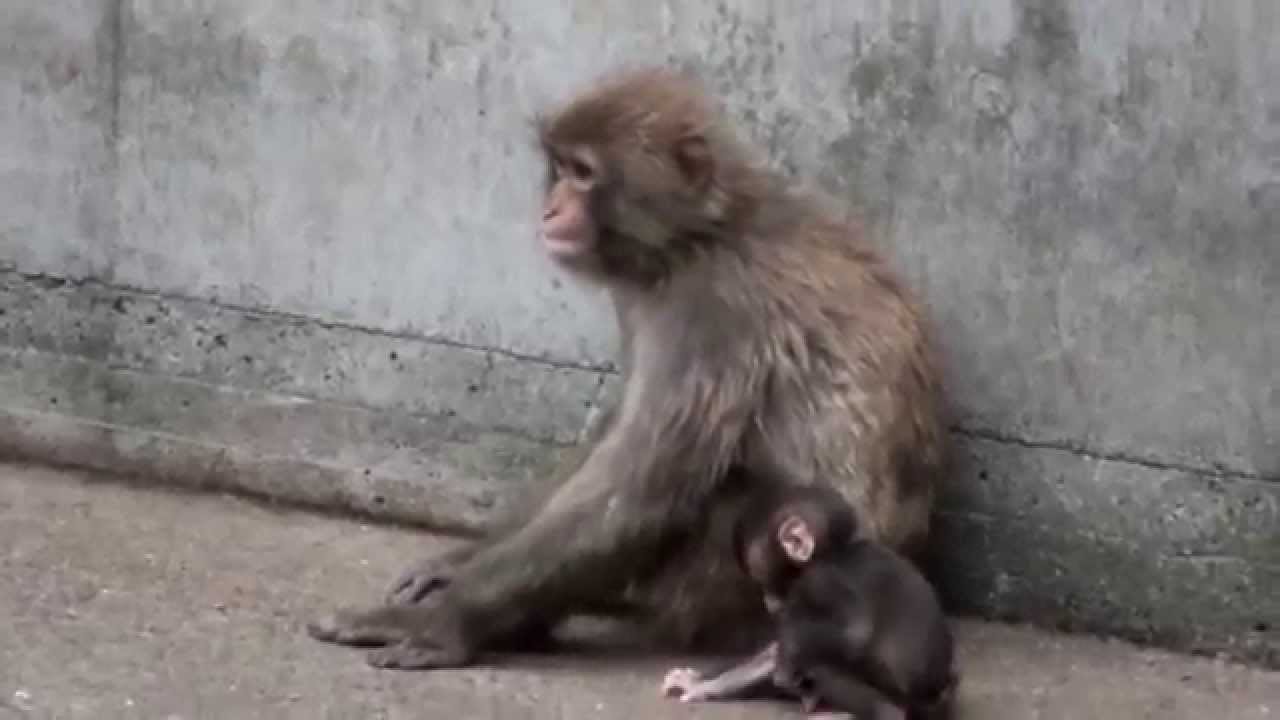 #02 Baby japanese macaque.1 week old.ニホンザルの赤ちゃん。生後一週間。