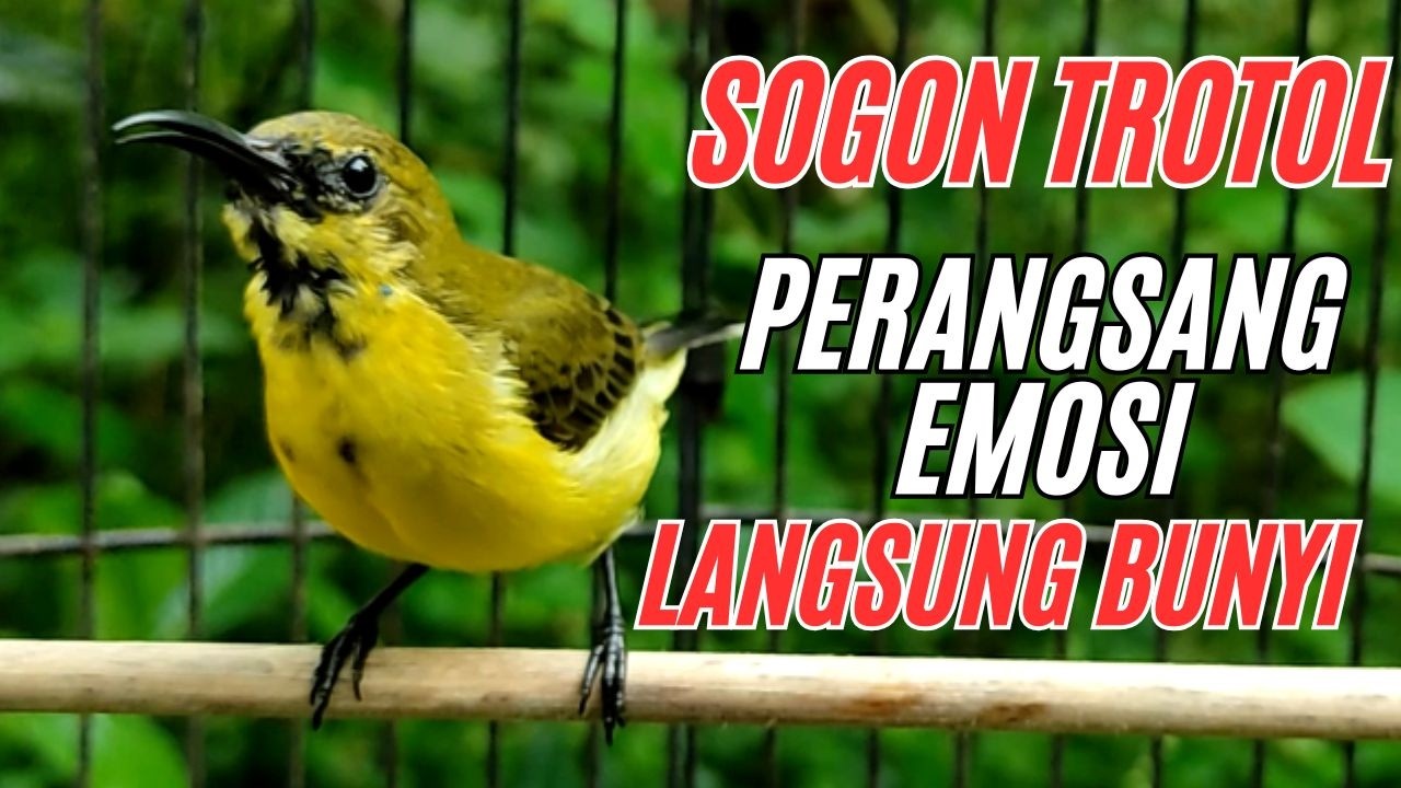 SOGON TROTOL  NGRIWIK PANCINGAN EMOSI‼️ BIKIN CEPAT  NYAUT SEMUA SOGON❗ PART 26