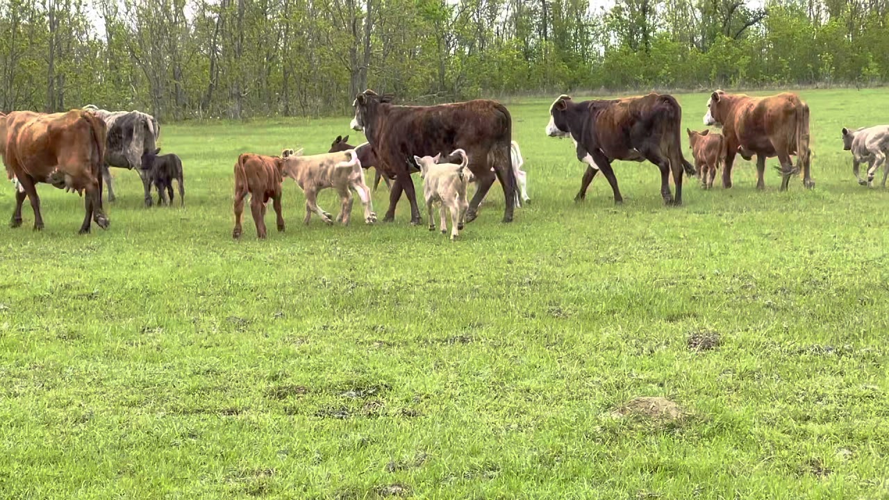 F1 Braford Cows Charolais and Angus Calves