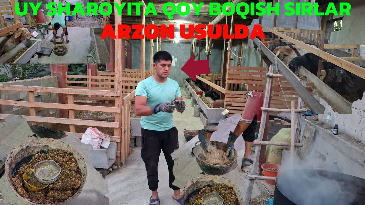 28 YOSHLIK OKAMIZDAN UY SHAROYITA ARZON USULDA QOY BOQISH SIRLARI 6 OYDA 1 QOY 3 MILYON DAROMAT QILI
