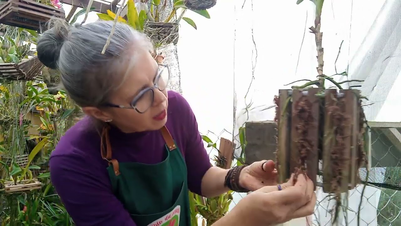 Minha vanda está ficando caneluda. O que fazer?