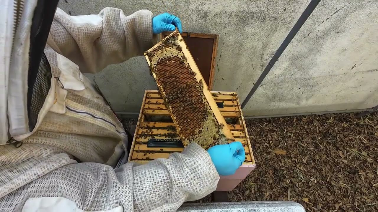 Bee Hive Inspection - March 16th, 2026