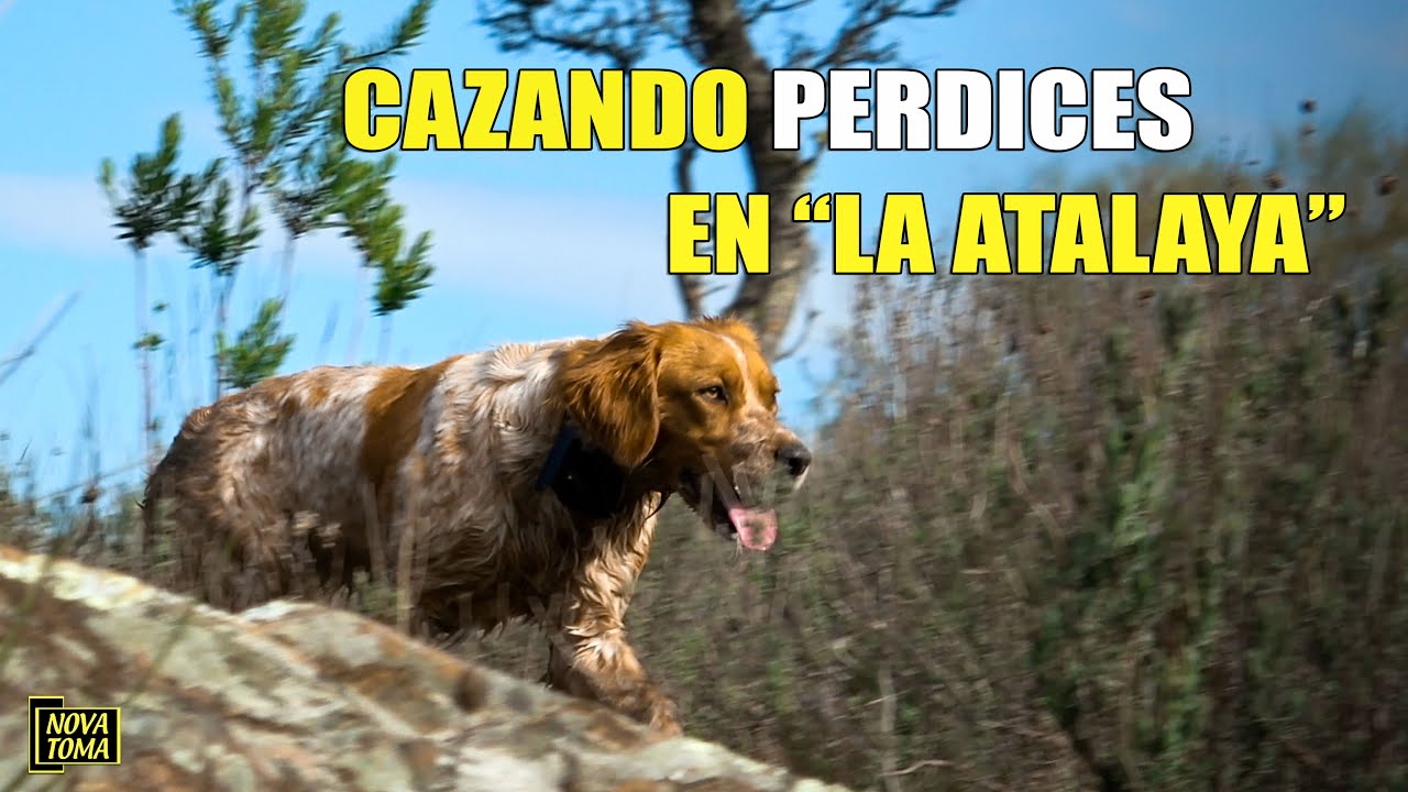 CAZANDO PERDICES EN LA ATALAYA