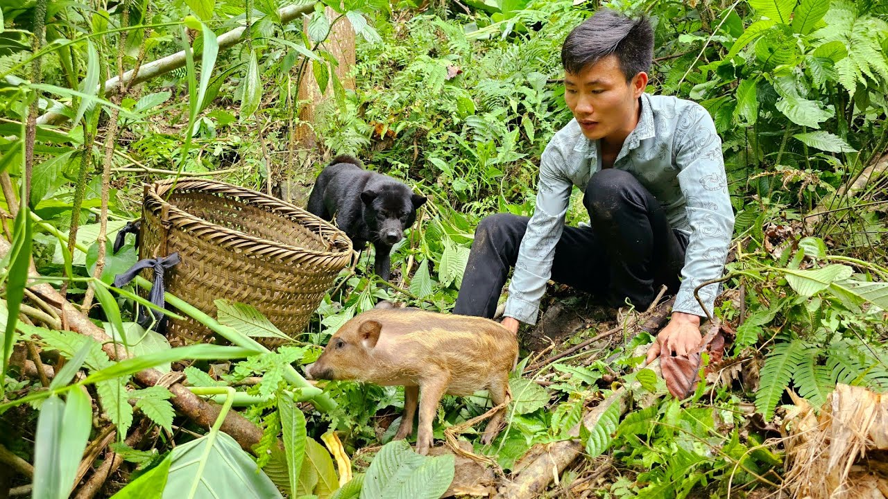 Wild Boar : How I Captured a Wild Boar for My Pig Farm!