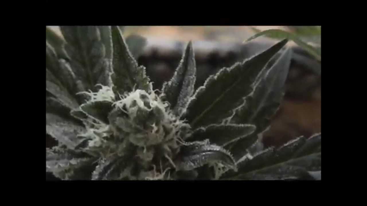 GIGANTIC CANNABIS PLANTS! - 2 tonne harvest :p