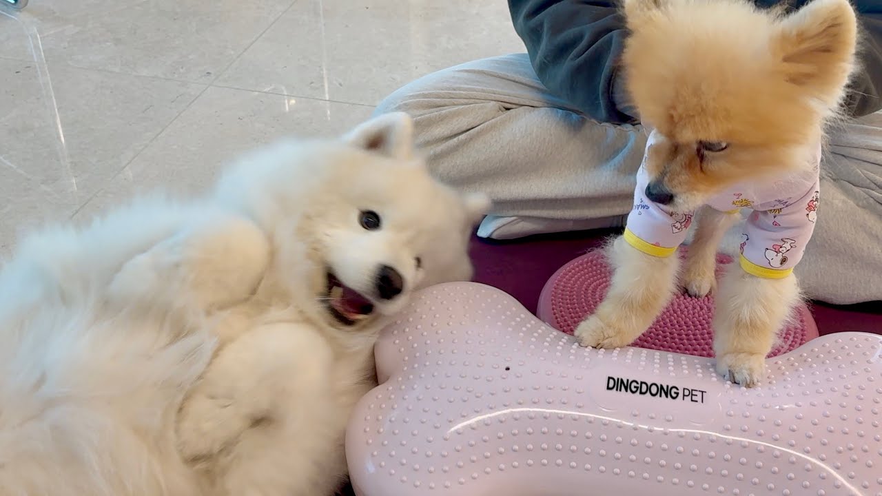 Every time I try to take care of Mocha.. Wooyoo gets jealous and lies down in protest