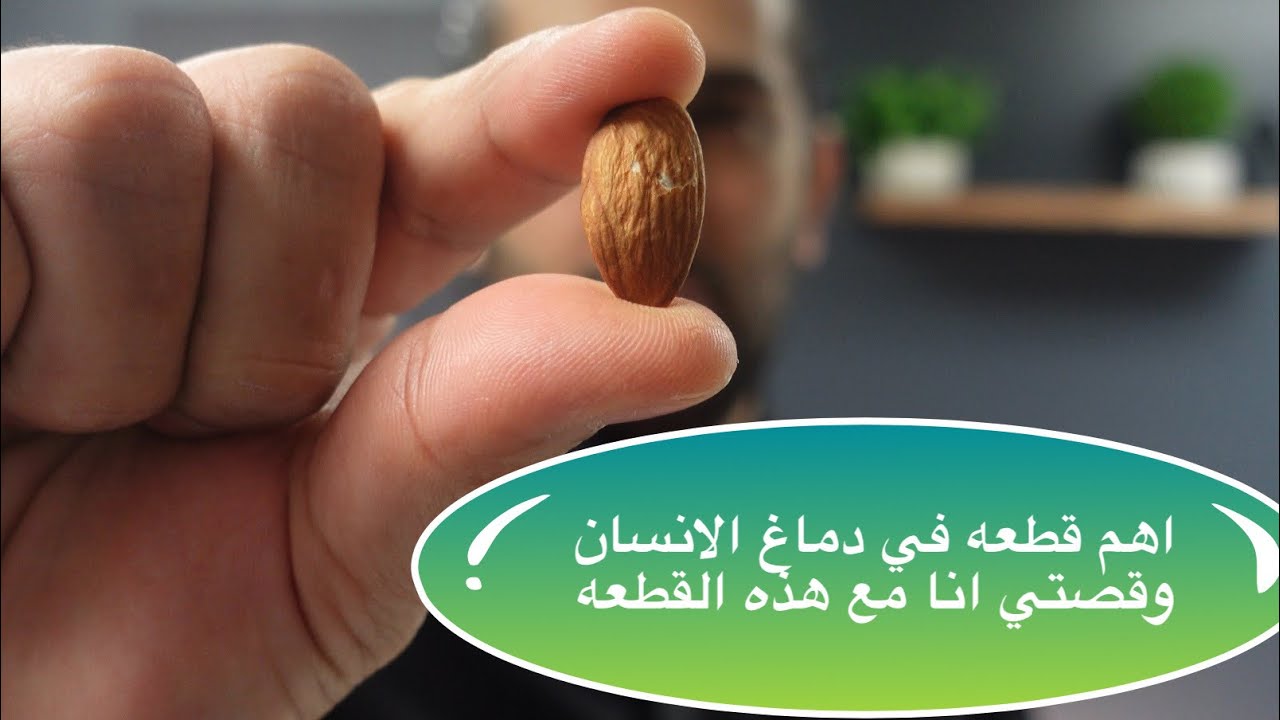 اميجدالا. اللوزه الدماغيه The Amygdala