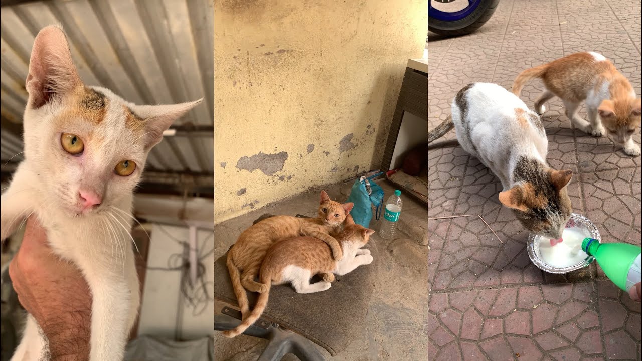 3/2/26 Cloudy 🐱 sad in Orange family compound as Mean 🐈 missing 🥺Snowy family all fine 🥰 