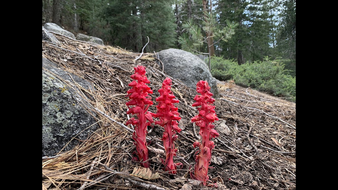 Sarcodes sanguinea (snow plant)