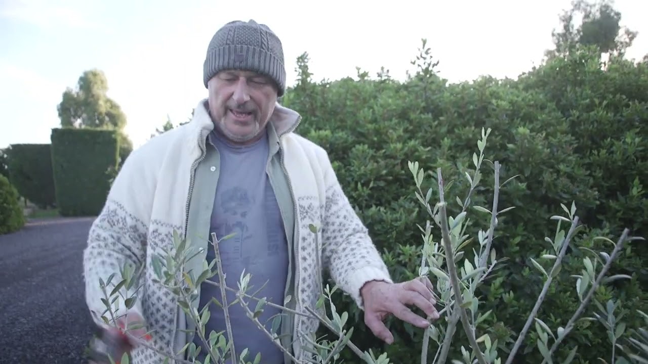 How To Prune A Young Olive Tree