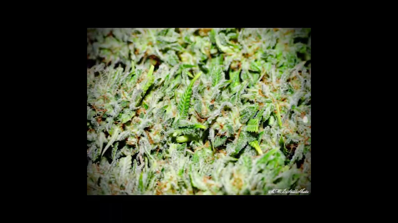 Stunning Critical Sensi Star by Delicous Seeds Grow
