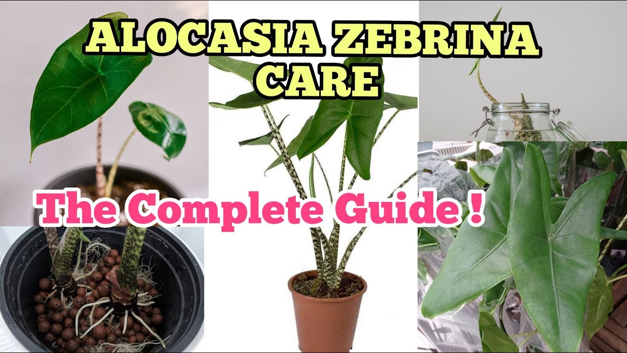 How to care Alocasia zebrina | A complete guide