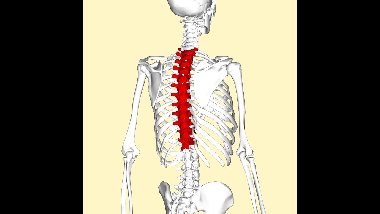 Técnicas de manipulación vertebras dorsales / 1 parte