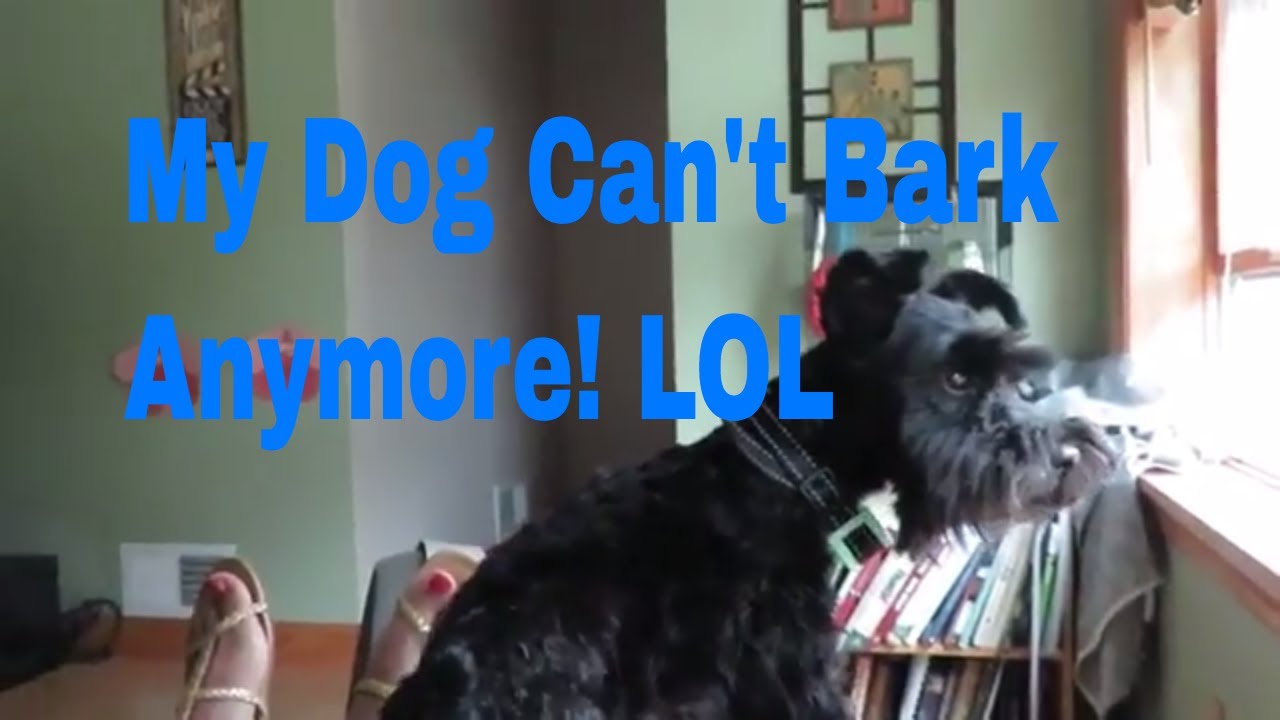 No Bark Collar REView! with Video Proof!