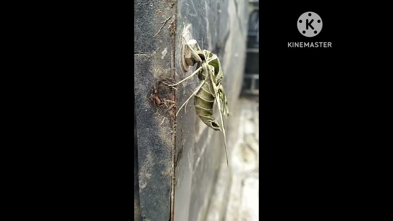 apakah ini jenis kupu-kupu juga 