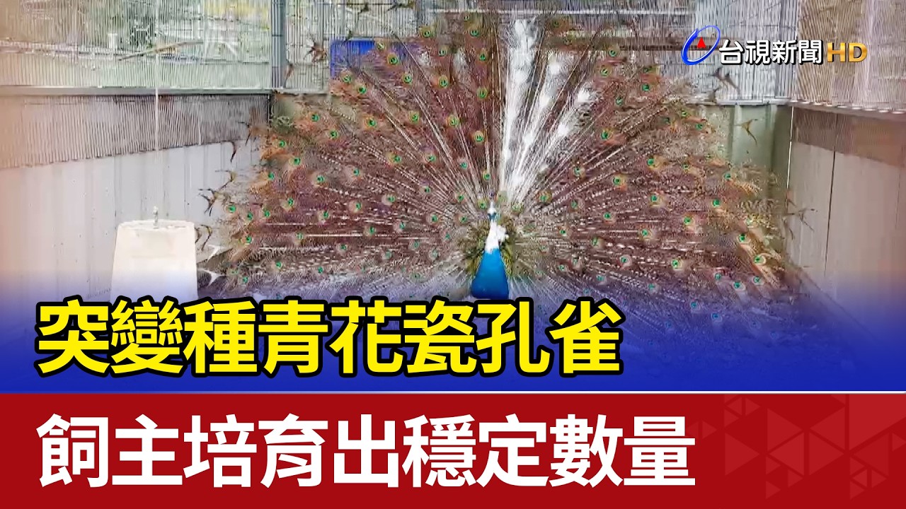 突變種青花瓷孔雀 飼主培育出穩定數量