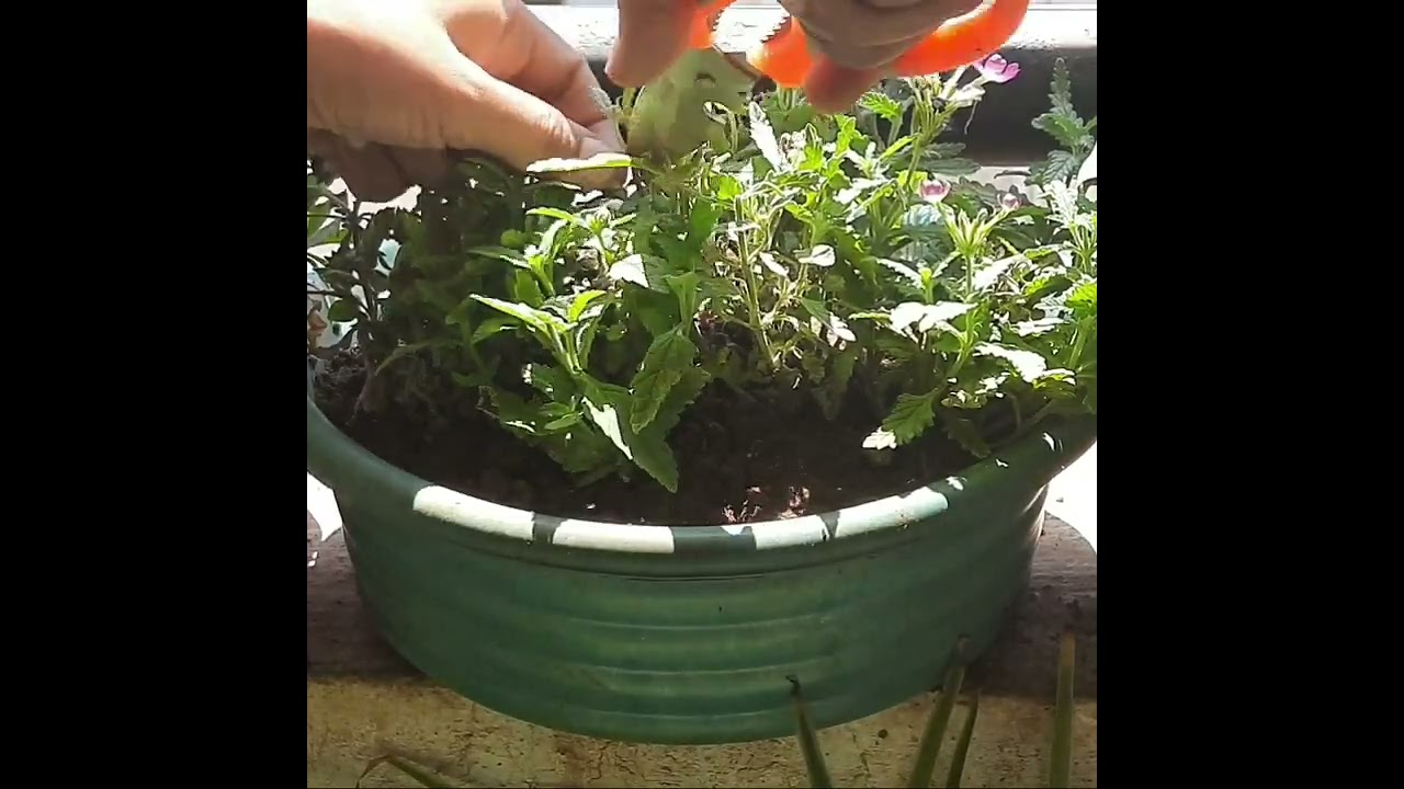 How to deadheading verbena? #shorts