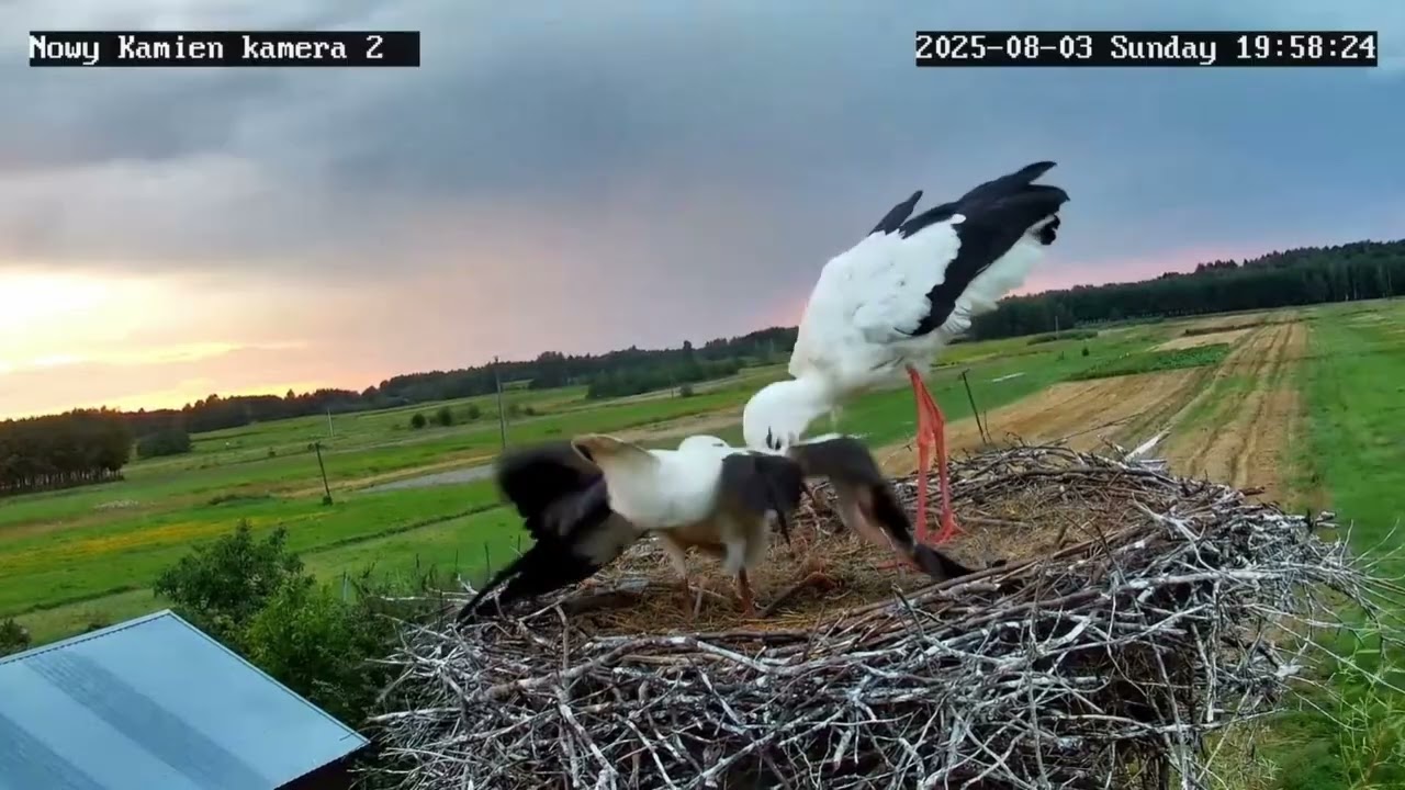 😱Zawalenie gniazda - Bociany Nowy Kamień - 3.08.2025