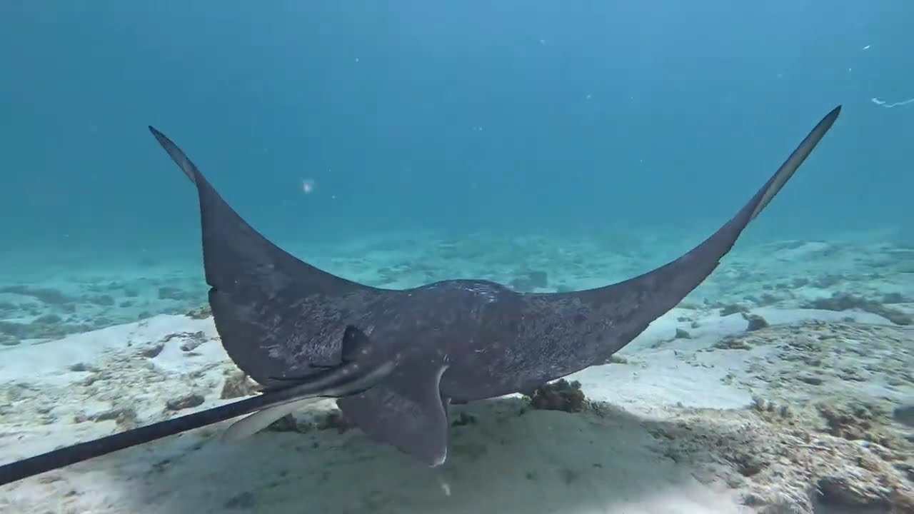 Mauritius Katamaran Turu, Sualtı Zenginliği #mauritius #underwater #yunus #dolphin #carettacaretta