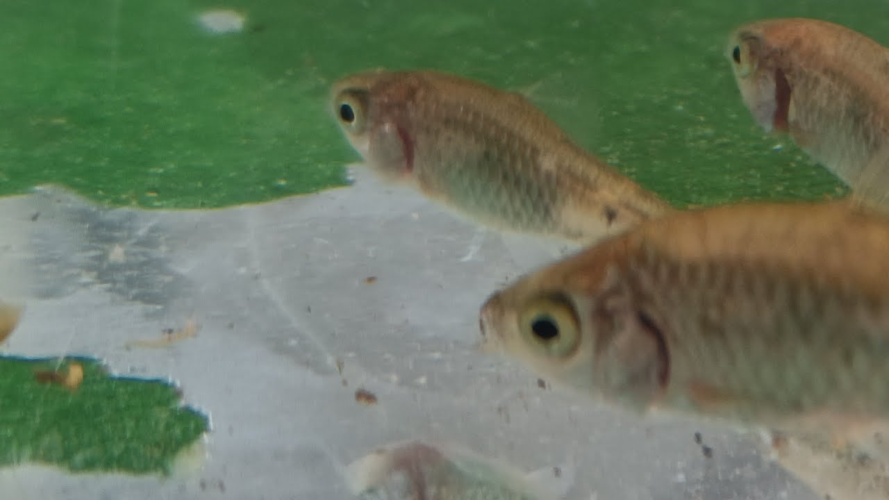Fish hobbies 🐠🐟 river fish baby
