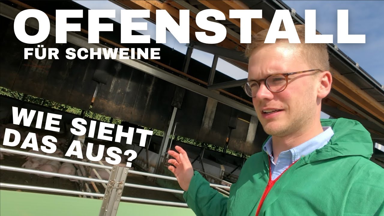 Wie funktioniert ein Offenstall f&uuml;r Schweine?