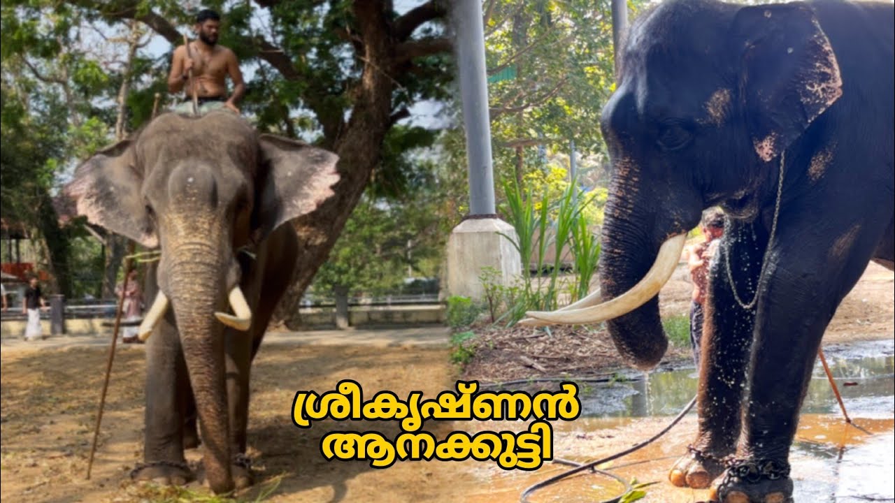 ഗുരുവായൂർ ശ്രീകൃഷ്ണൻ പാപ്പാന്മാർ അവനെ വേണ്ട തീറ്റ എടുക്കാ വരുന്ന വരവ് l Guruvayur SreeKrishna aana