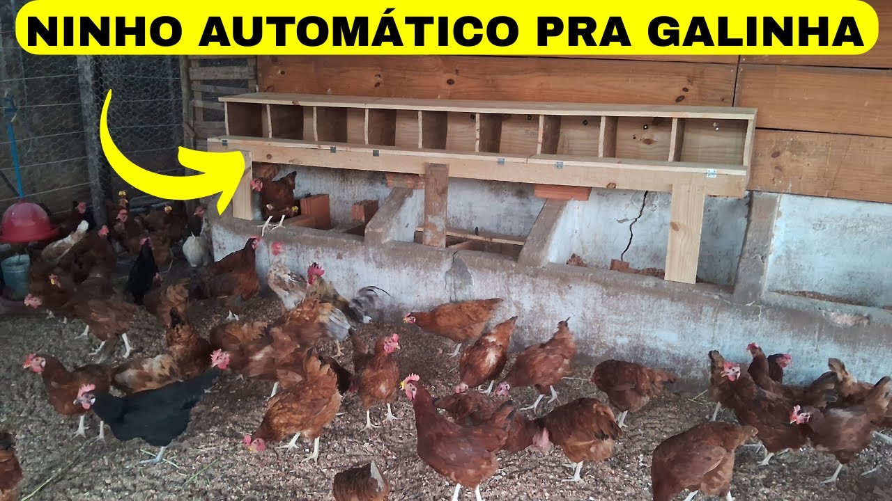 GALINHA QUE COME SEU PRÓPRIO OVO! COMO FAZER UM NINHO AUTOMÁTICO PRA EVITAR ESSE HÁBITO DAS GALINHAS
