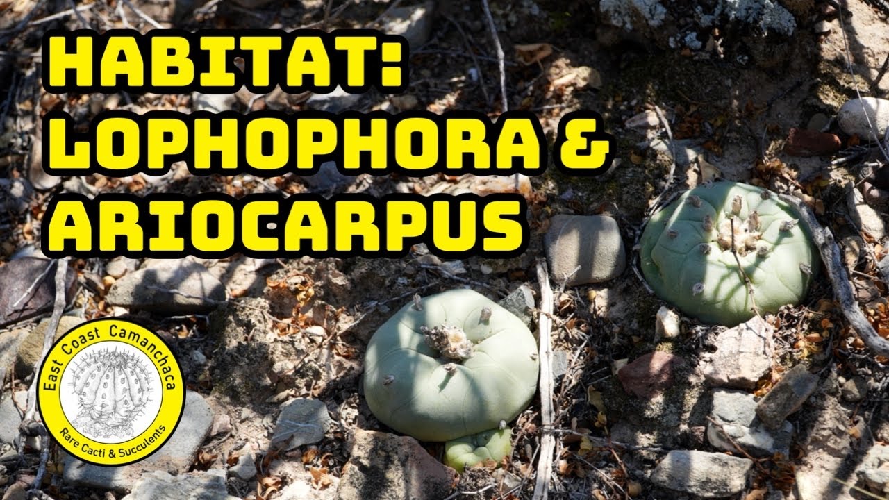 Querétaro: Paraíso de cactus y suculentas