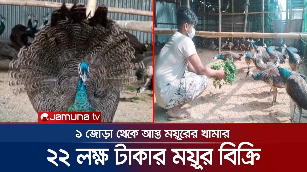 ময়ূরের খামার করে তাক লাগিয়েছেন কুমিল্লার শাহ আলী | Peacock Farm