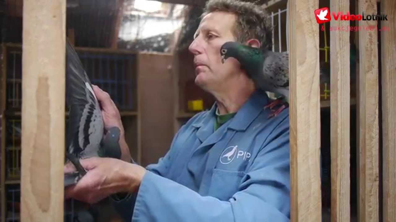 Benny Steveninck - Stars of Pigeon Racing Sport [ENG]