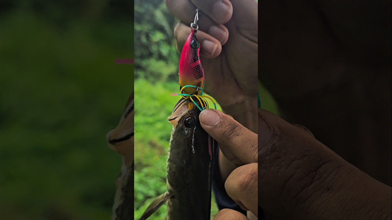 INILAH UMPAN TERBAIK MANCING GABUS‼️