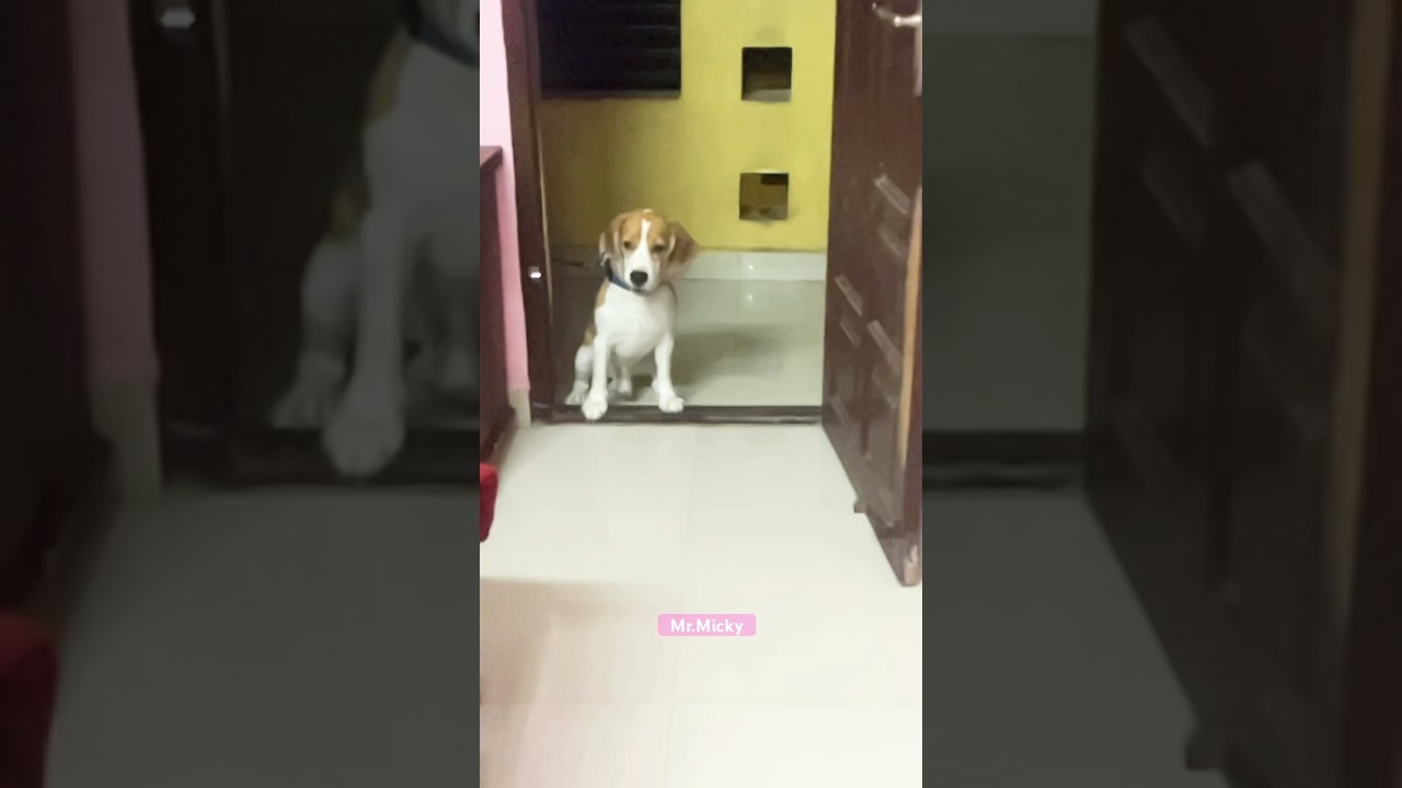 Micky barking slow motion ⏳⏱️