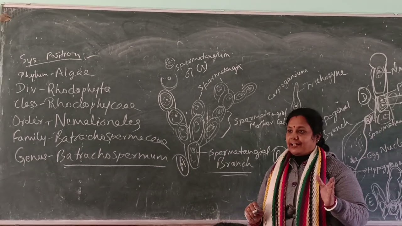 Batrachospermum- Systematic Position and Sexual Reproduction