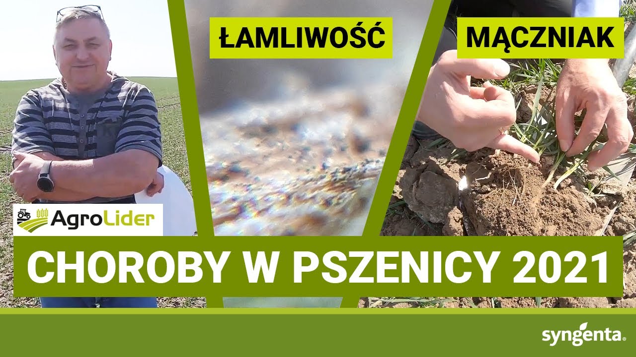 Intensywny rozwój chorób liści pszenicy | PSZENICA 2021 | AGROLIDER | Gospodarstwo rolne ROL-MAX DB