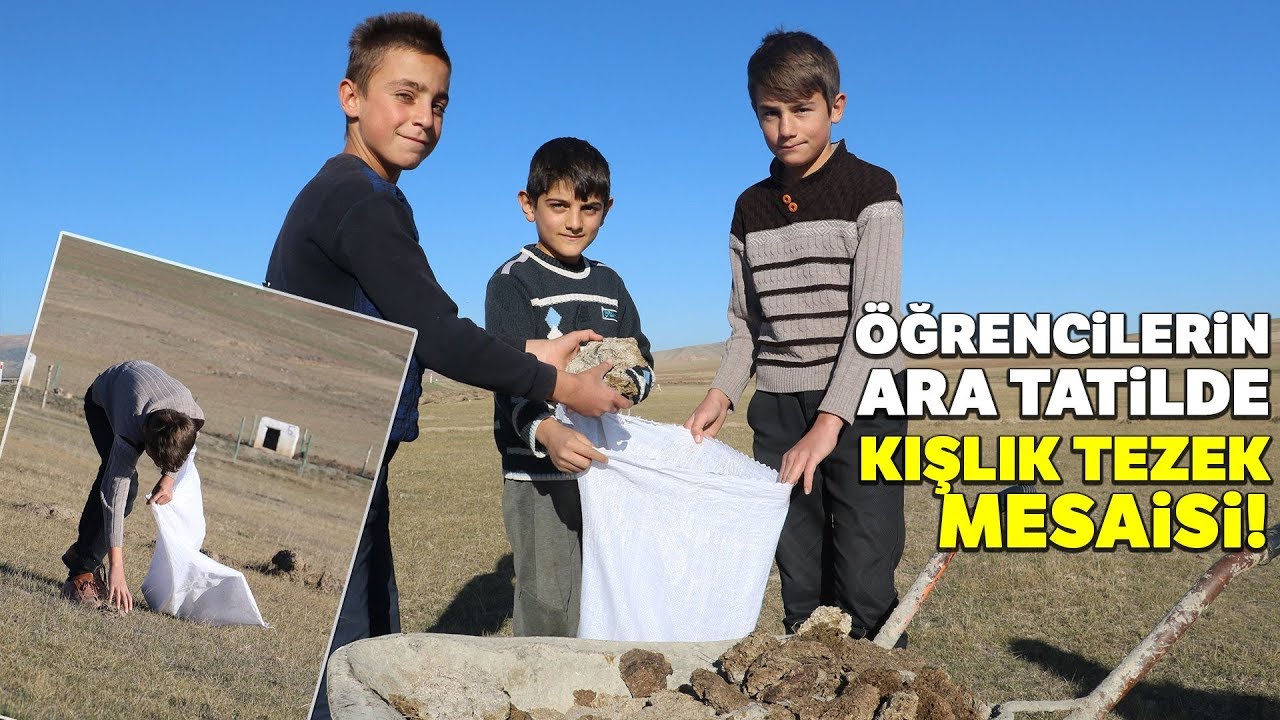 Sivas'ta Öğrenciler Ara Tatilde 'Kışlık Tezek' Toplayarak Aile Ekonomisine Katkı Sağlıyor
