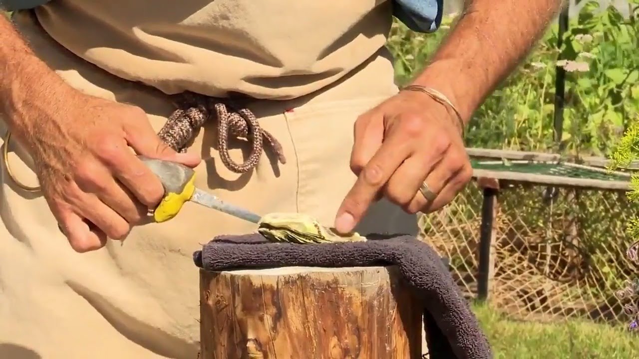 An authentic PEI oyster shucking tutorial