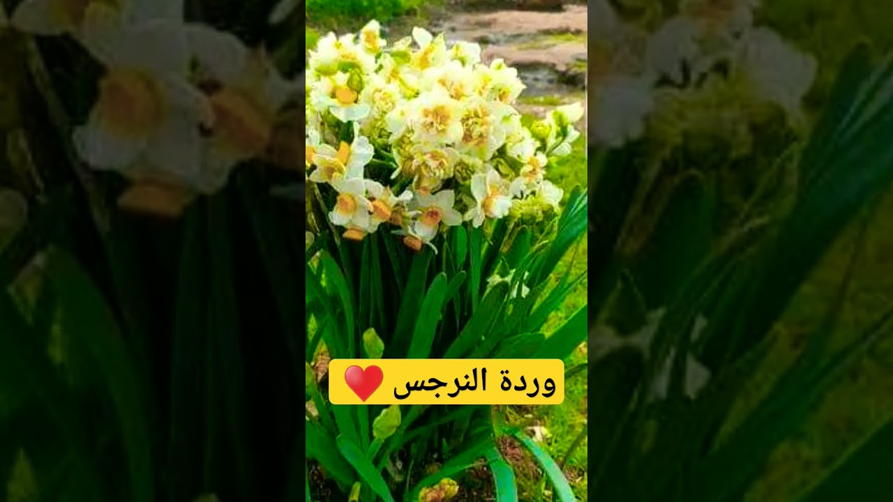 🌸💛 وردة النرجس&hellip; جمال الطبيعة يبهرك &hearts;😍