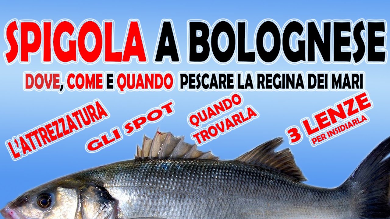 Pesca della Spigola a bolognese con bigattino e gamberetto - attrezzature, spot e lenze -