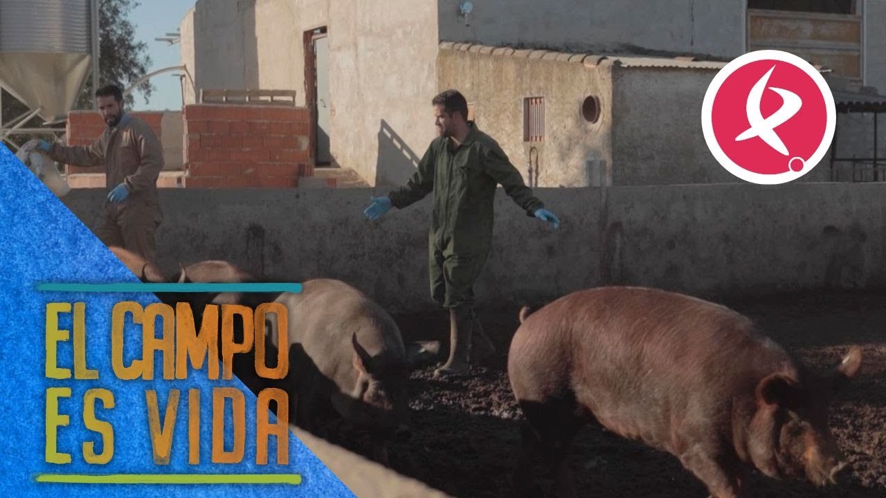 Termina el proceso de engorde de los cochinos de los Mellis | El campo es vida