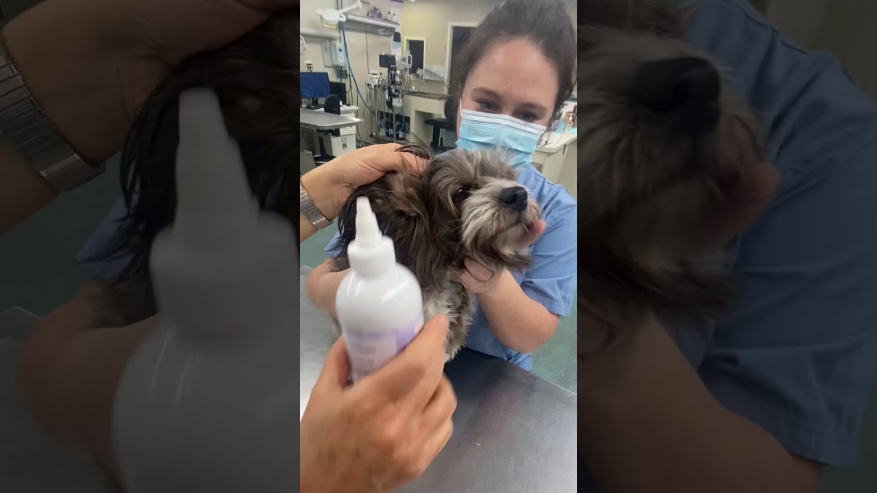 How to Clean Your Pet's Ears with Phoebe