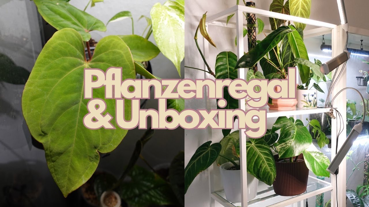 Pflanzenregal VITTSJÖ Set up & ECUAGENERA UNBOXING 🪴✨