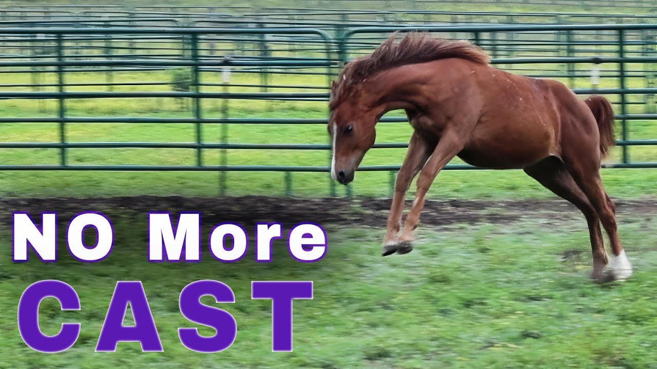 No More Cast! -  Ginger