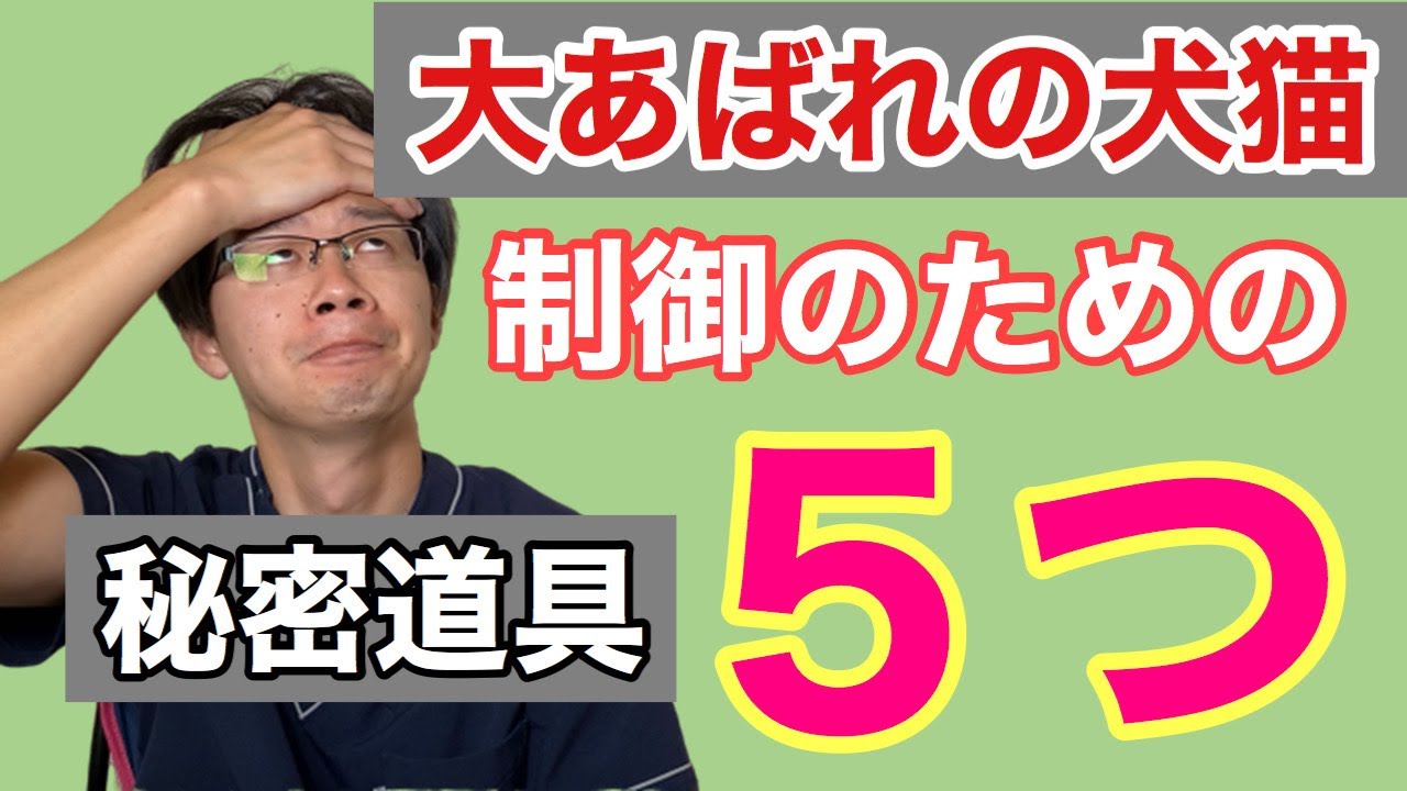 病院で暴れてしまう犬猫への対抗策！保定・処置のための秘密道具についてのお話【小動物獣医師のお話 Vol.73】